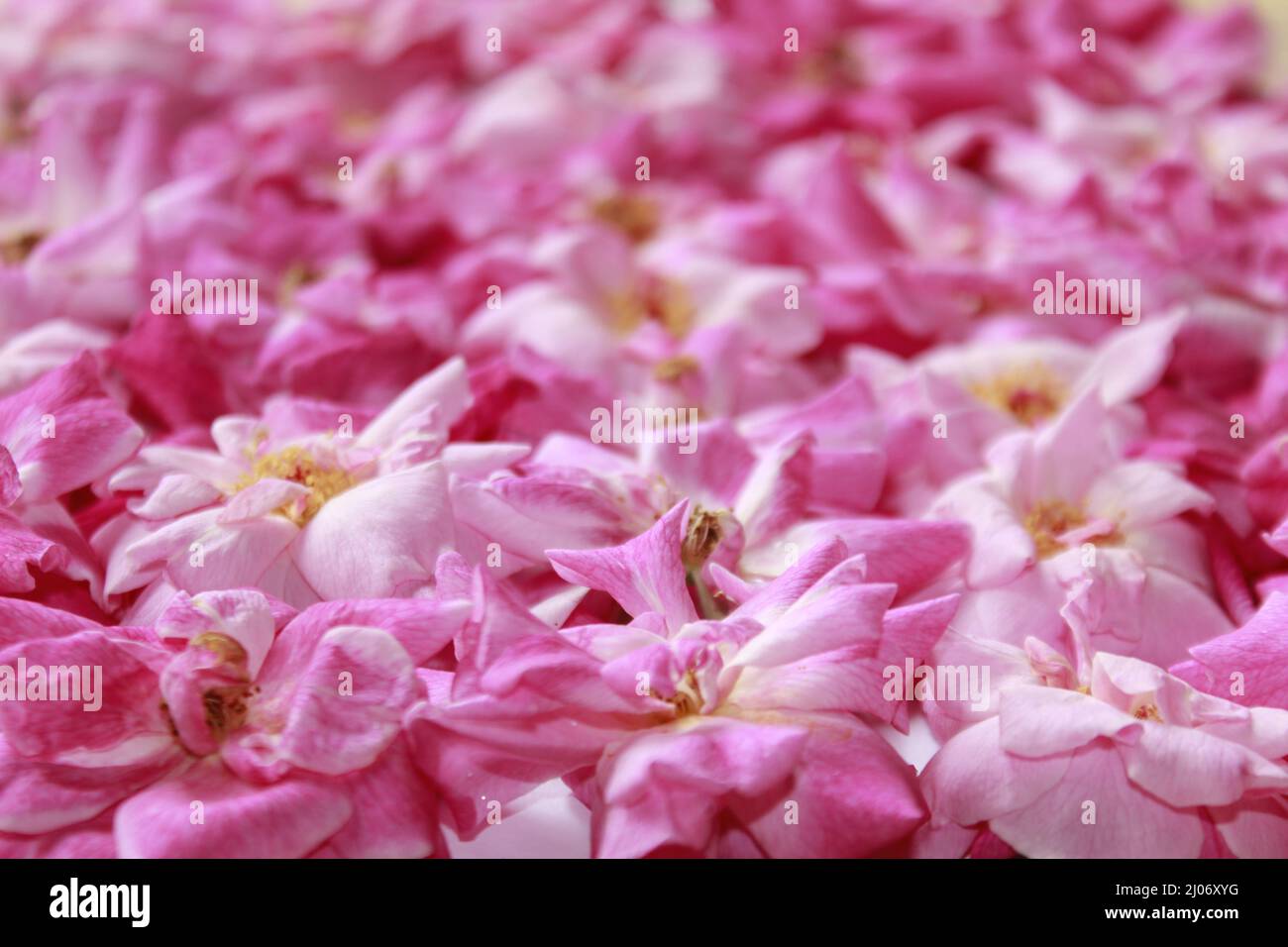 Isolierte Nahaufnahme eines rosa Rosenblütenhintergrunds Stockfoto