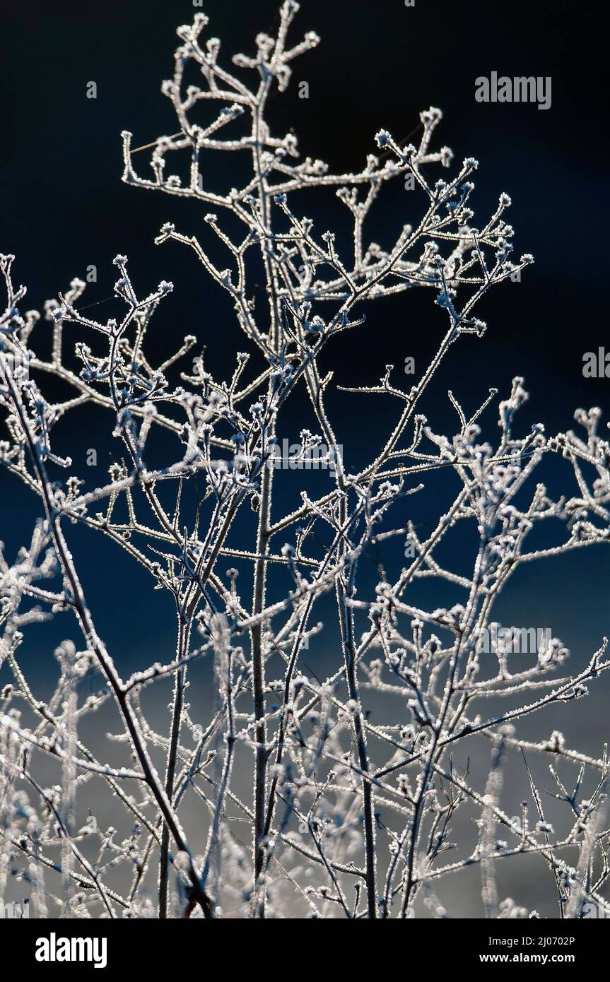 Frostige Pflanzen in der Nähe von Dégagnac, Departement Lot, Frankreich Stockfoto