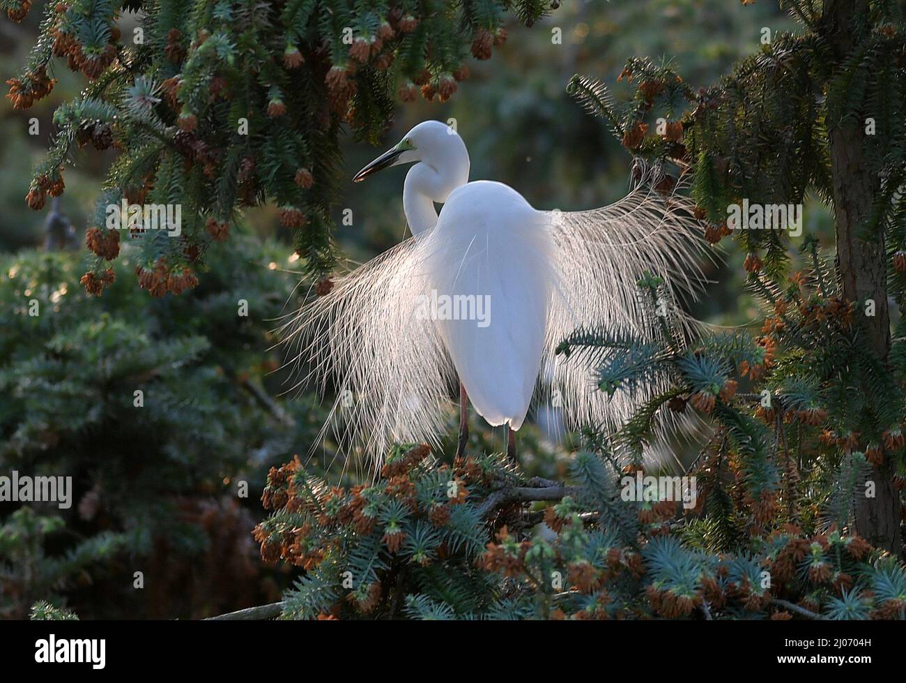 Nanchang. 15. März 2022. Das am 15. März 2022 aufgenommene Foto zeigt einen Reiher im Xiangshan Waldpark im Xinjian Bezirk in Nanchang, der ostchinesischen Provinz Jiangxi. Xiangshan im ostchinesischen Jiangxi, bekannt als das „Reiherreich“, ein Lebensraum, in dem jedes Jahr während der Brutzeit große Reiherden zum Nistieren und zur Brut auswandern. Die Population des Wandervogels hat zugenommen, da die Bemühungen zum Schutz des Lebensraums, der heute ein Hotspot für Fotografen und Vogelbeobachter ist, verstärkt werden. Quelle: Peng Zhaozhi/Xinhua/Alamy Live News Stockfoto