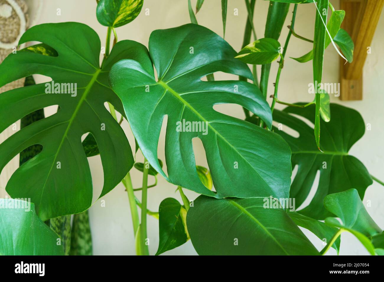 Viele Monstera Pflanzen Sorte Delicose oder schweizer Kse auf hellem  Hintergrund. Stilvolles und minimalistisches Heim-Dschungel-Interieur. Home  grnen Garten in Tpfen in der Sonne Stockfotografie - Alamy