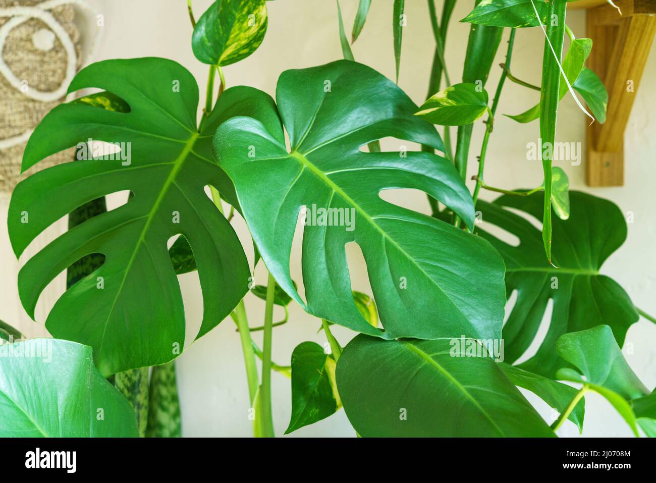 Viele Monstera Pflanzen Sorte Delicose oder schweizer Käse auf hellem Hintergrund. Stilvolles und minimalistisches Heim-Dschungel-Interieur. Home grünen Garten in Töpfen in der Sonne Stockfoto