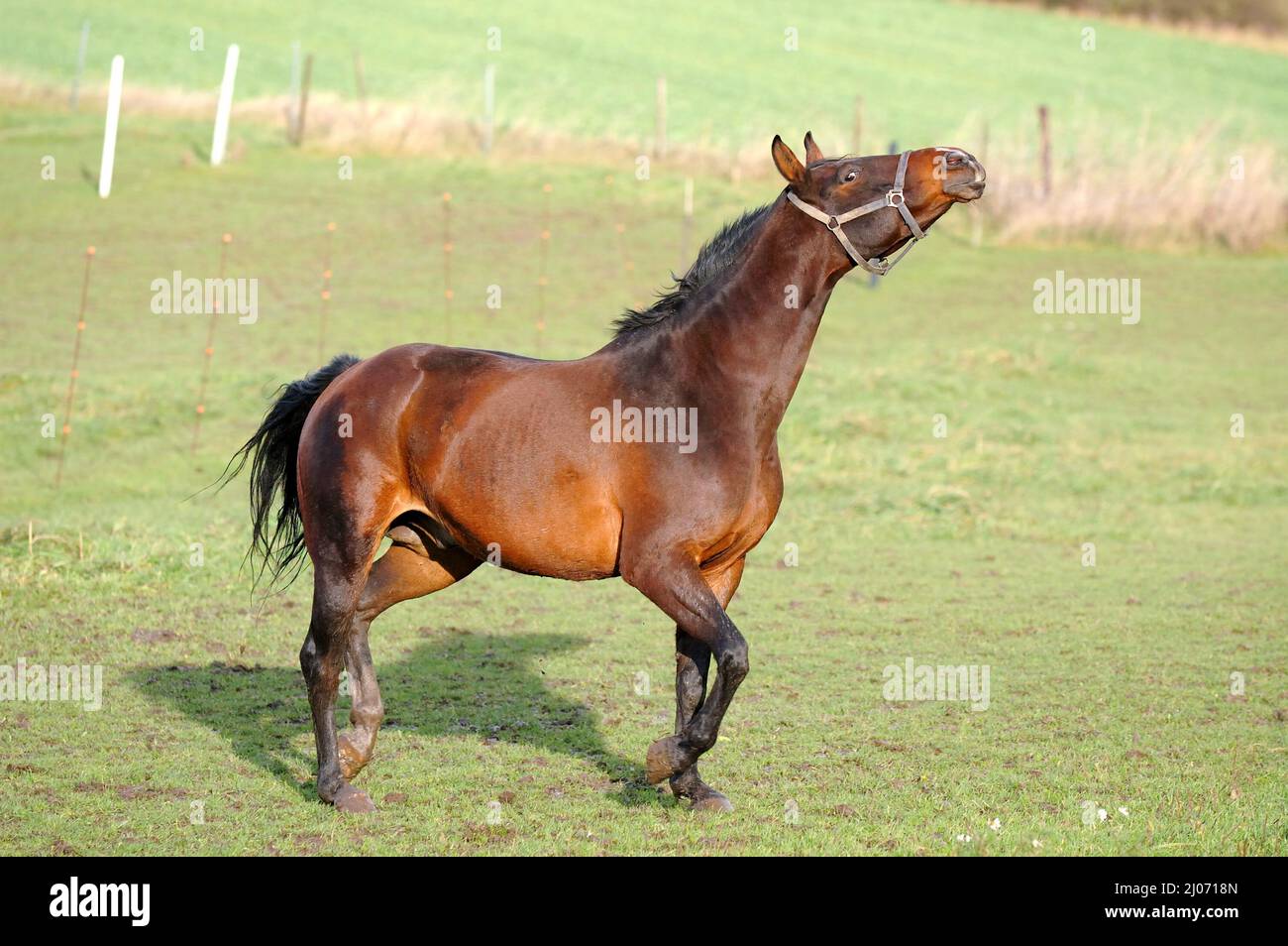 Pferd mit Haltung auf grünem Gras. Stockfoto