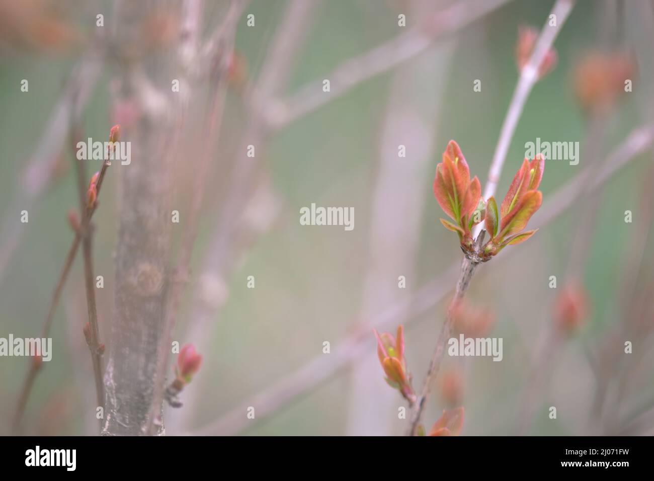 Einzigartiger Hintergrund in grünlichen Pastelltönen mit Ästen aus Granatäpfeln. Platz für Kopien. Natur Stockfoto