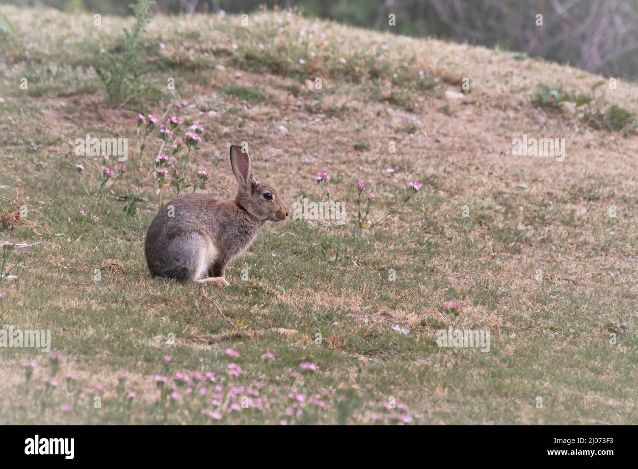 Ein junges Kaninchen (Oryctolagus cuniculus) sitzt in den stark beweideten Graslandschaften, die Teil des sandigen Naturreservats in Minsmere, Suffolk, sind Stockfoto