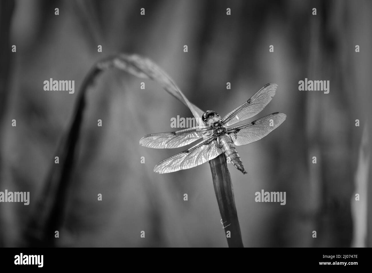 Schwarz-weißes Bild einer breiten, körperreichen Libellula depressa (Chaser dragonfly), die auf einem gebogenen Blatt über einem Norfolk-Pingo ruht Stockfoto