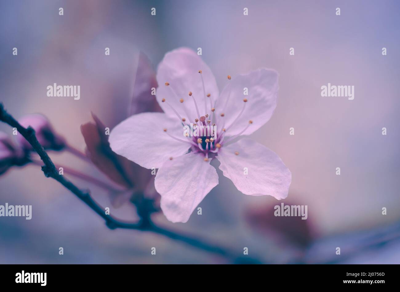 Einzelne rosa Blütenblume Stockfoto