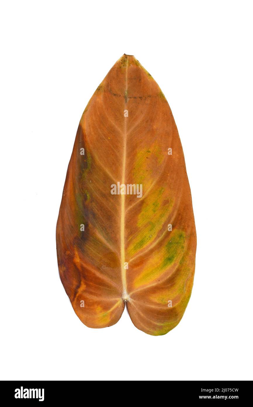 Gelbes, verwelktes Blatt der Zimmerpflanze 'Philodendron Melanochrysum' auf weißem Hintergrund Stockfoto
