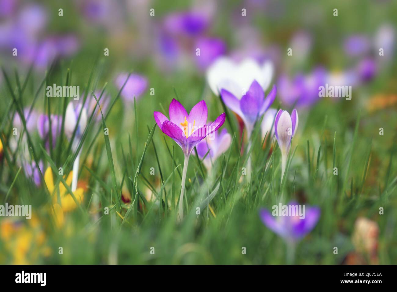 Blühende lila Krokus Frühlingsblume auf verschwommenem Gras Hintergrund im frühen Frühjahr Stockfoto