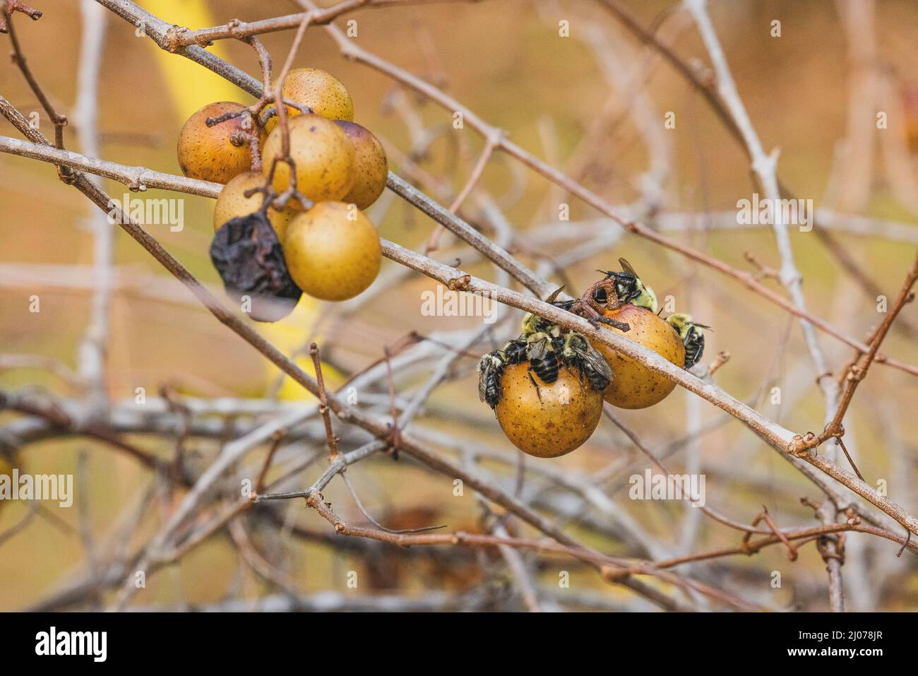 Bienen Genießen Muscadine-Trauben Stockfoto