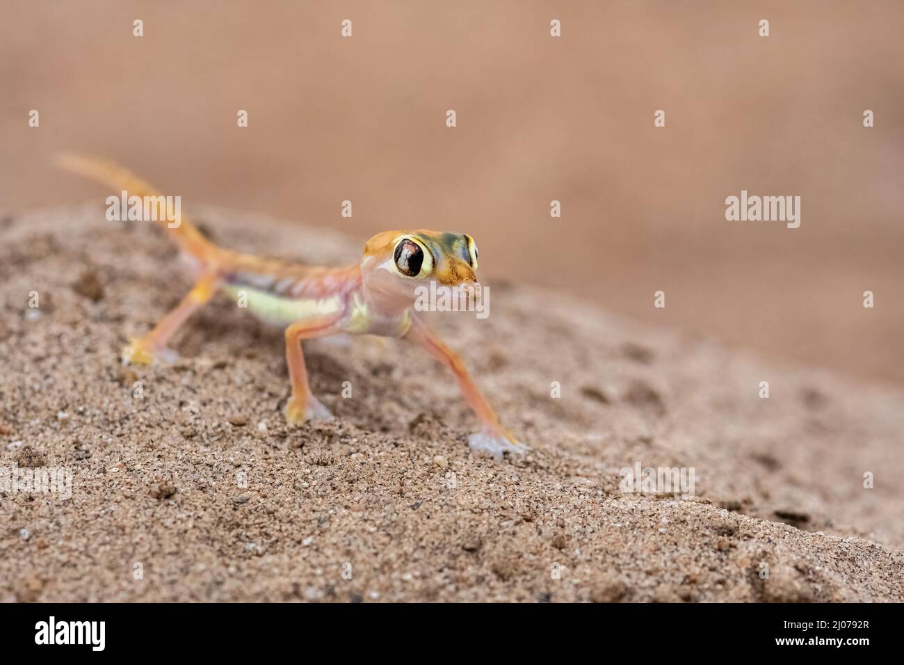 Ein Namib-Sandgecko, eine kleine bunte Eidechse in der Namib-Wüste Stockfoto