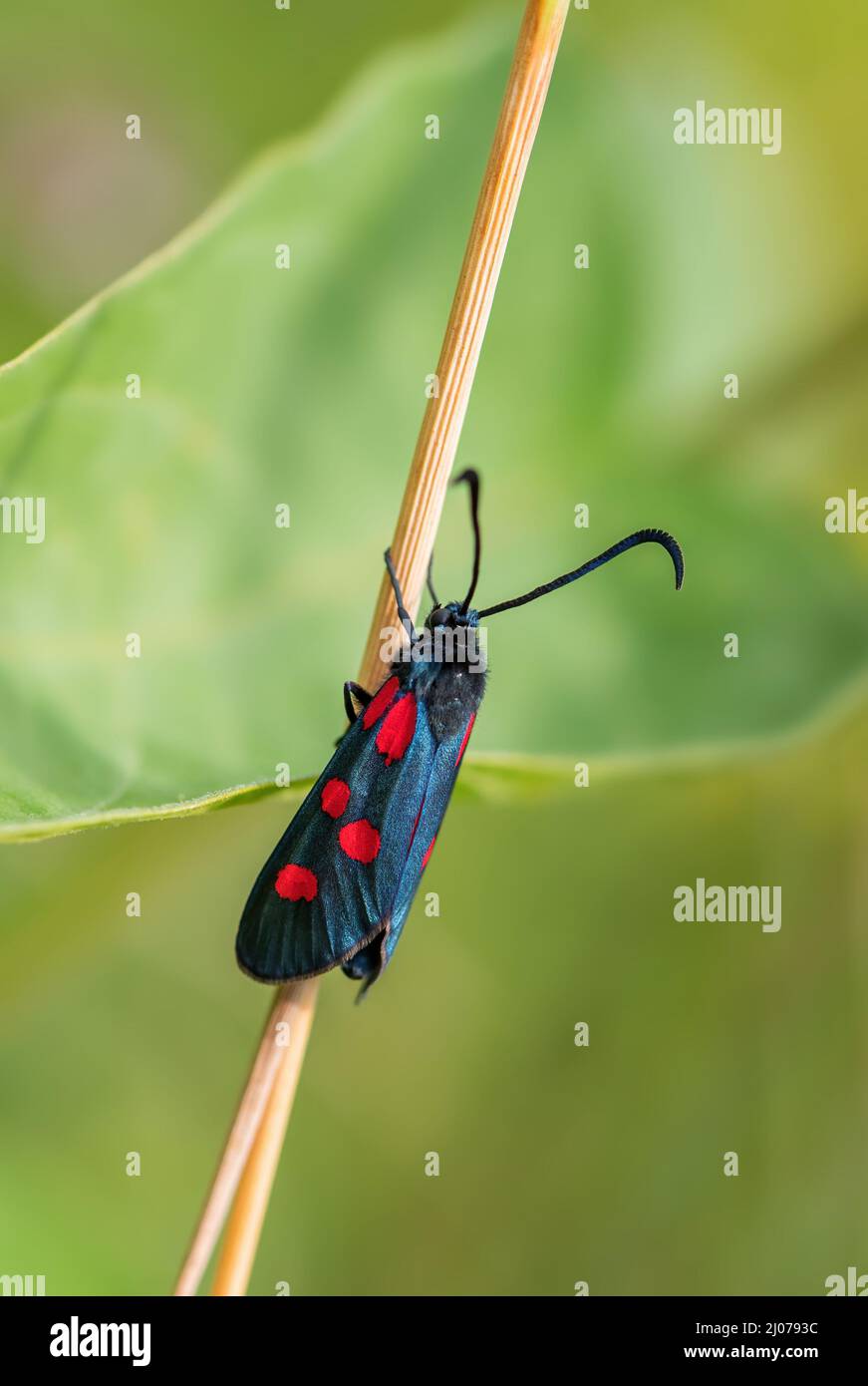 Schmal umrandete fünf-Punkte-Burnett - Zygaena lonicerae, schöner schwarzer und roter Schmetterling aus europäischen Wiesen und Weiden, Stramberk, Tschechische Republik Stockfoto