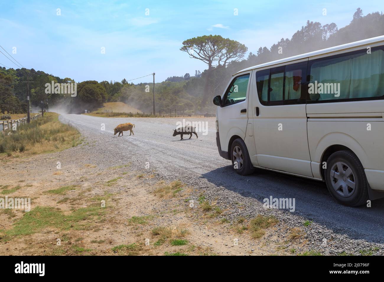 Ein Van hält an, um Schweine über eine staubige Schotterstraße fahren zu lassen. Fotografiert auf der Coromandel Peninsula, Neuseeland Stockfoto