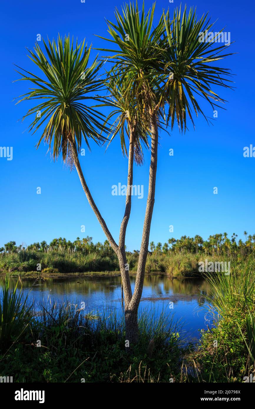 Die markante Form eines neuseeländischen Kohlbaums (Cordyline australis), der in einem Feuchtgebiet wächst Stockfoto
