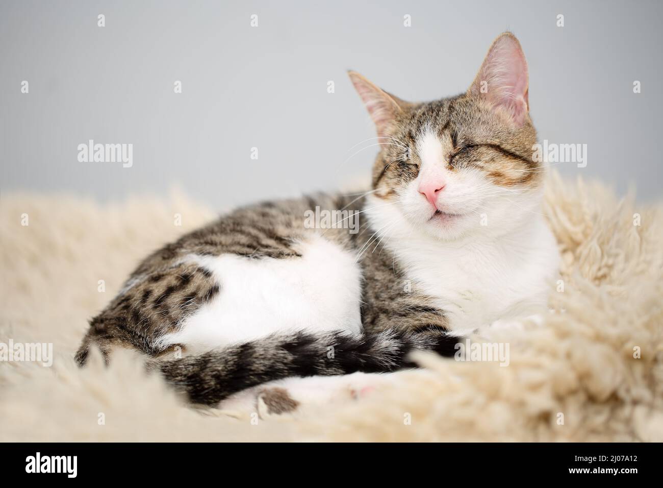Porträt einer entzückenden blinden, weiß-braunen gestromten Katze, die auf einem beigeflümten Teppich liegt. Niedliche und liebevoll gerettete Kitty, verlor seine Augen durch einen Sever Stockfoto
