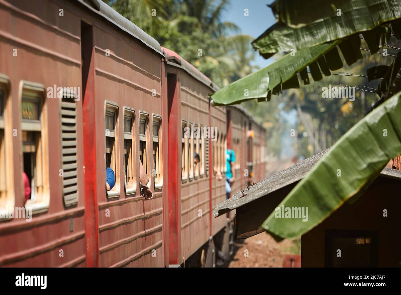 Selektiver Fokus auf roten Zug, der zwischen Palmen auf der Eisenbahnstrecke vorbeifährt. Eisenbahn in Sri Lanka. Stockfoto