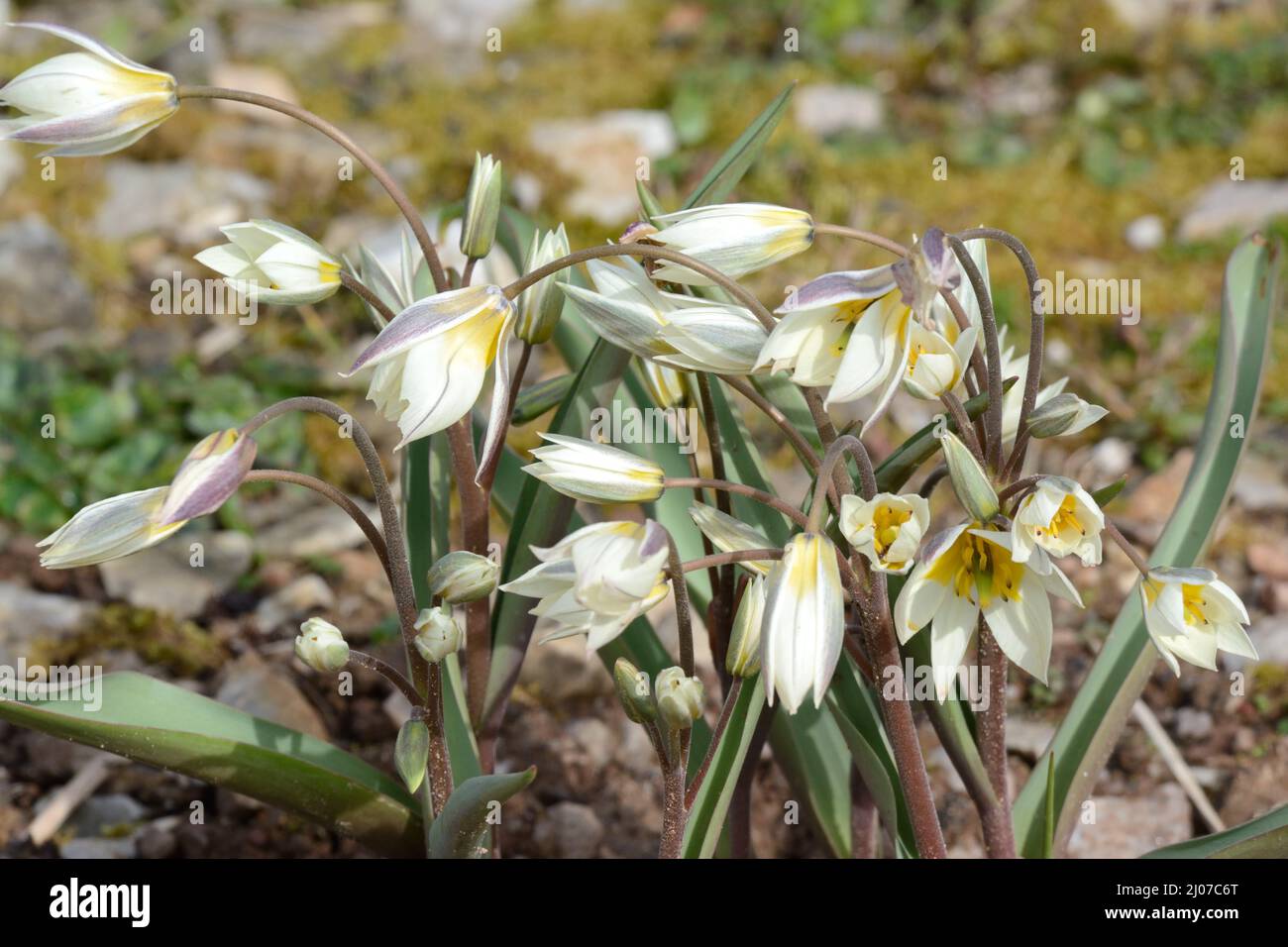 Tulipa turkestanica Turkestan Tulpe lang anhaltende Tulpenblüten Stockfoto