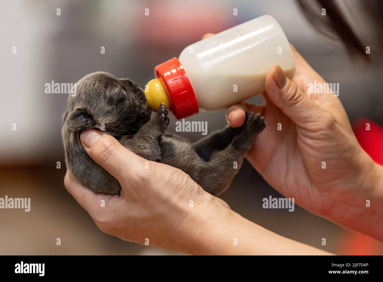 Bottle feeding puppy -Fotos und -Bildmaterial in hoher Auflösung – Alamy