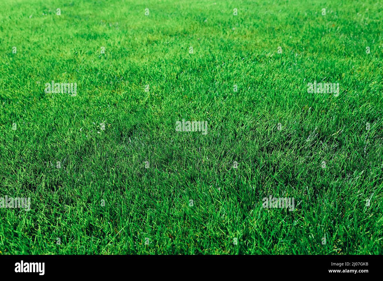 Grünes Gras Textur als Hintergrund. Nahaufnahme Stockfoto