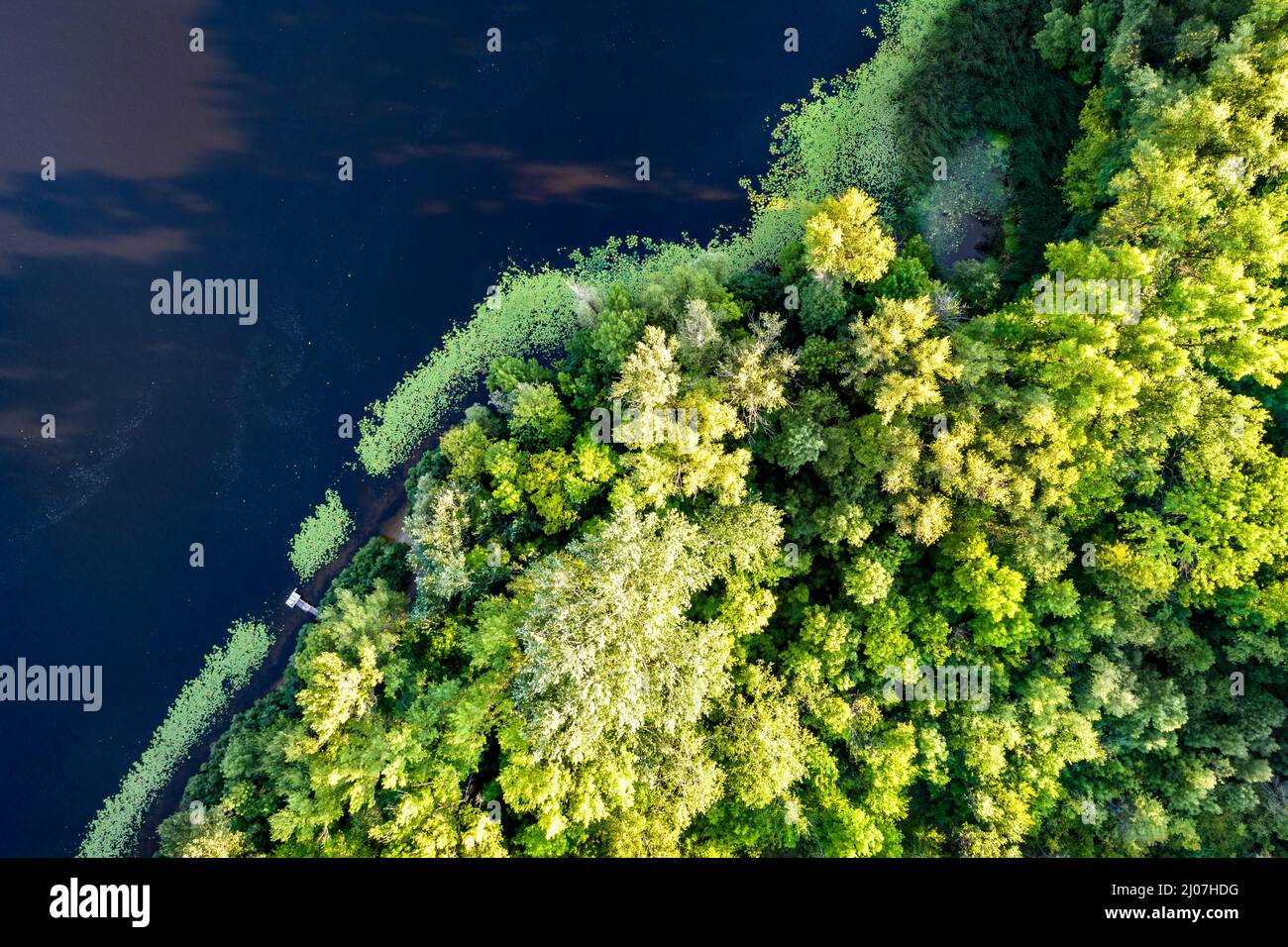 Bäume auf der Insel Trukhaniv in Kiew, Ukraine Stockfoto