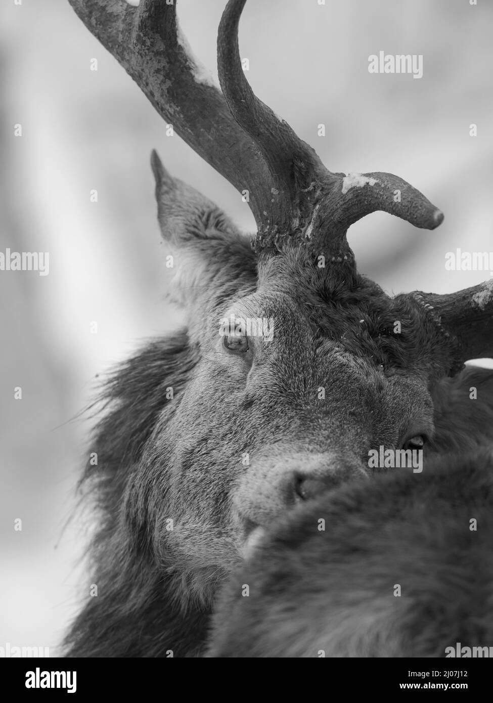 Männchen oder Hirsch, Rothirsch (Cervus elaphus) im Schnee, Alpenwildpark Obermaiselstein (alpiner Wildpark). Europa, Deutschland, Bayern Stockfoto