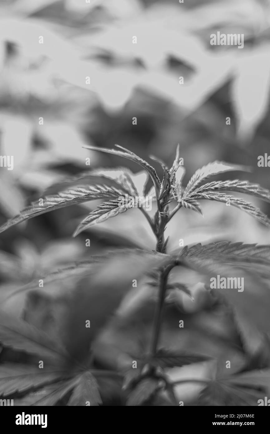 Schöne Aufnahme von medizinischem Marihuana-Cannabis Stockfoto
