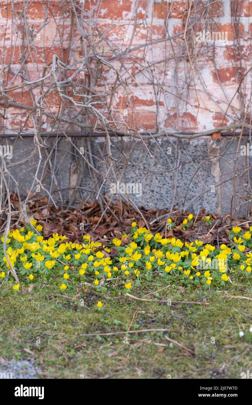 Ein Blumenbeet voller blühender Winterakoniten Stockfoto
