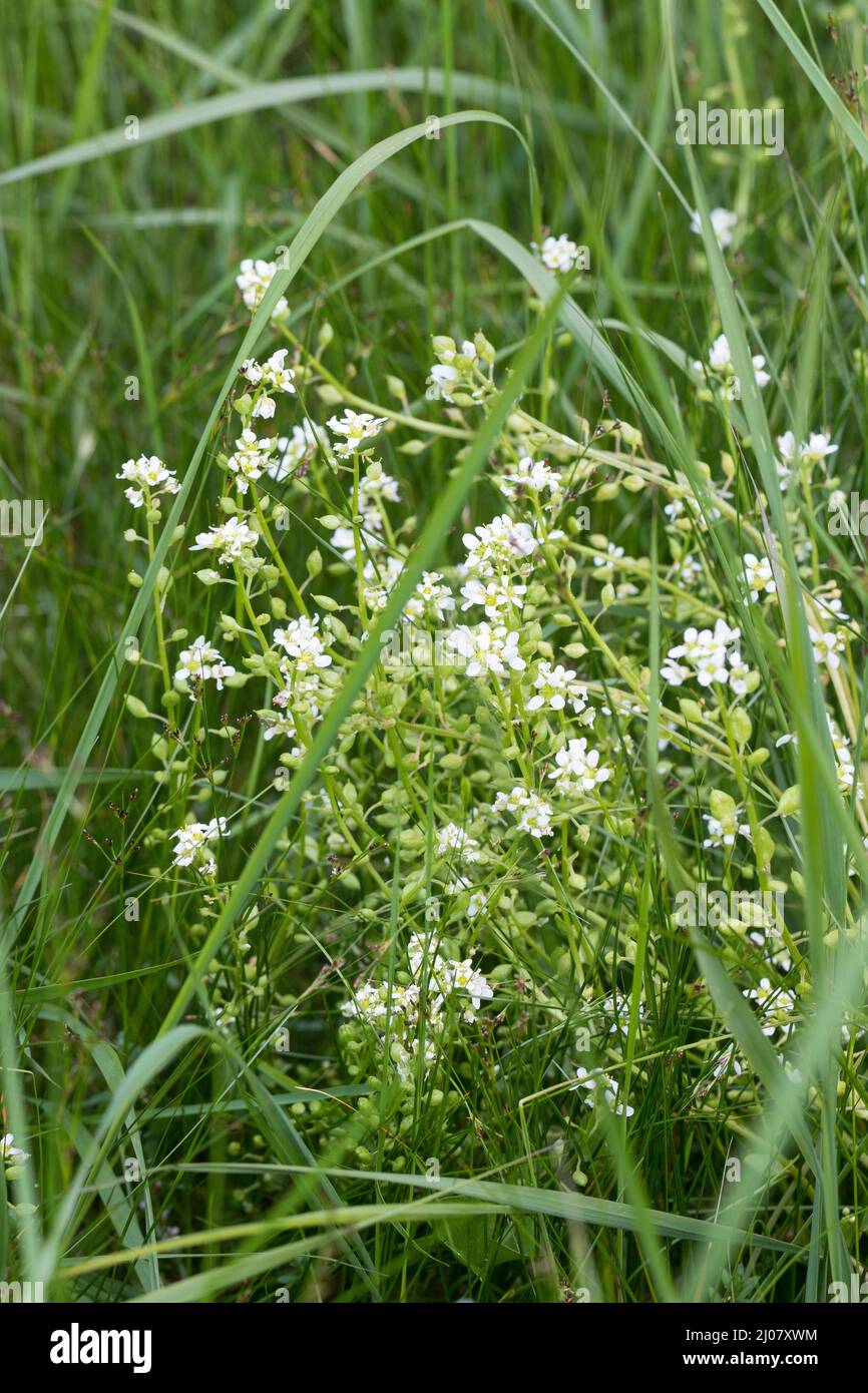 Echtes Löffelkraut, Gewöhnliches Löffelkraut, Löffelkraut, Cochlearia officinalis, gewöhnliches Skorbugras, Gewöhnliches Skurvygrass, Scurvygrass, Scurvygrass, Stockfoto