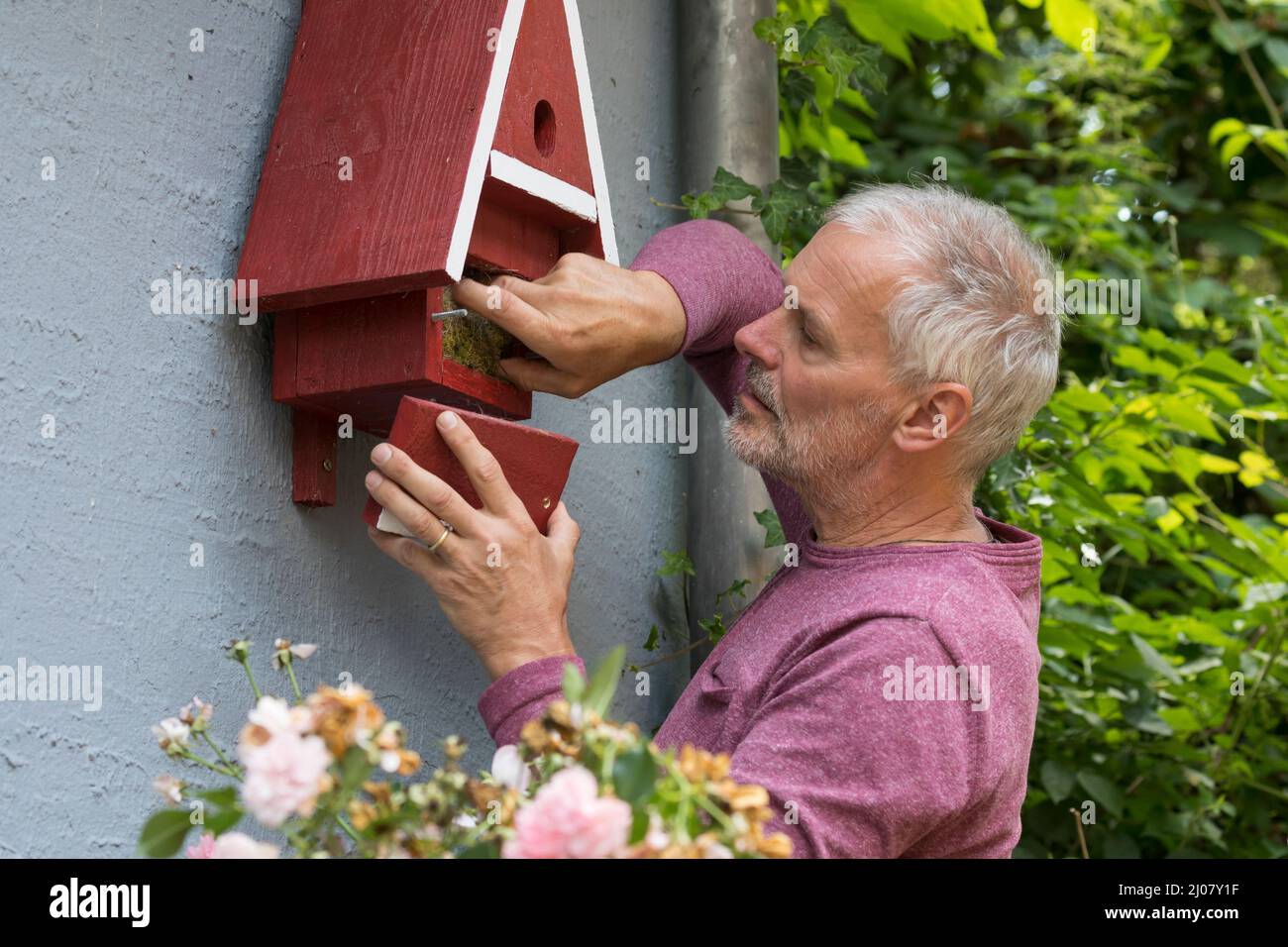 Nistkasten reinigen, reinigen, säubern, säuberung, Nistkasten sauber machen, altes Nest aus dem Nistkasten entfernen, Reinigungsklappe zu öffnen, V Stockfoto