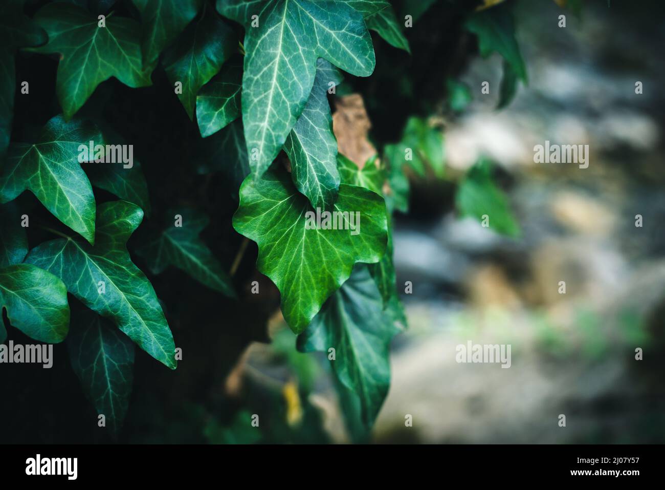 Grüne Blätter Textur und Hintergrund. Nahaufnahme. Gemeiner Efeu Hedera Helix. Stockfoto