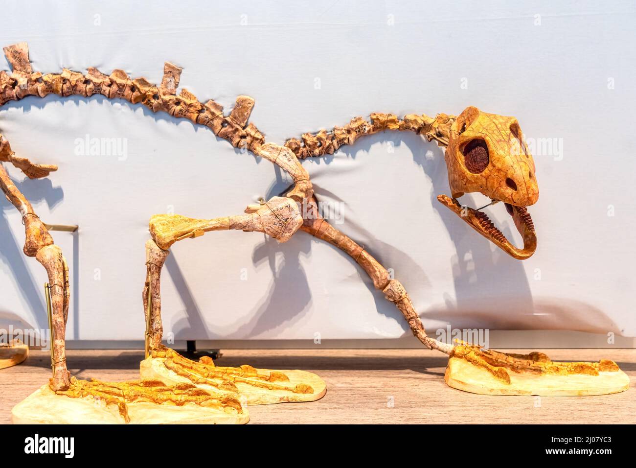 Skelett eines prähistorischen Tieres (Trilophosaurus buettneri) in der Dawn of Life Gallery im Royal Ontario Museum (ROM). Stockfoto