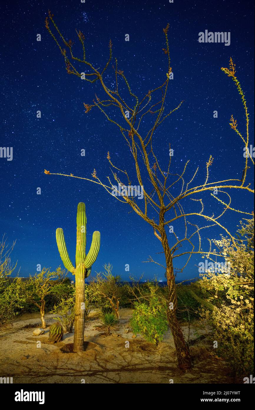 Mexiko, Mexiko, Baja California, Sur, El Sargento, Rancho Sur, Cardon-Kaktus Stockfoto