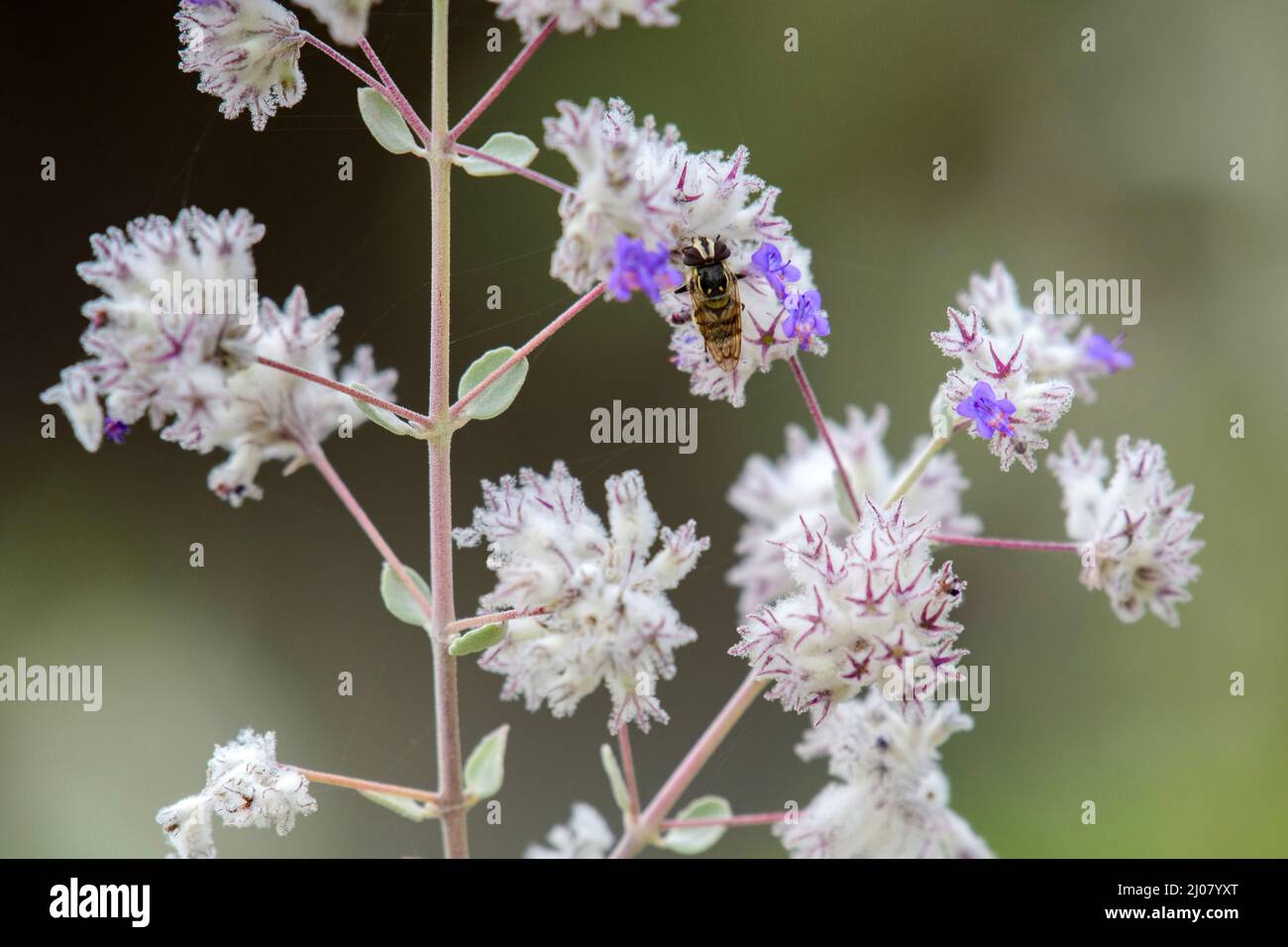 Mexiko, Baja California Sur, El Sargento, Rancho Sur, blühender Wüstenbusch Stockfoto