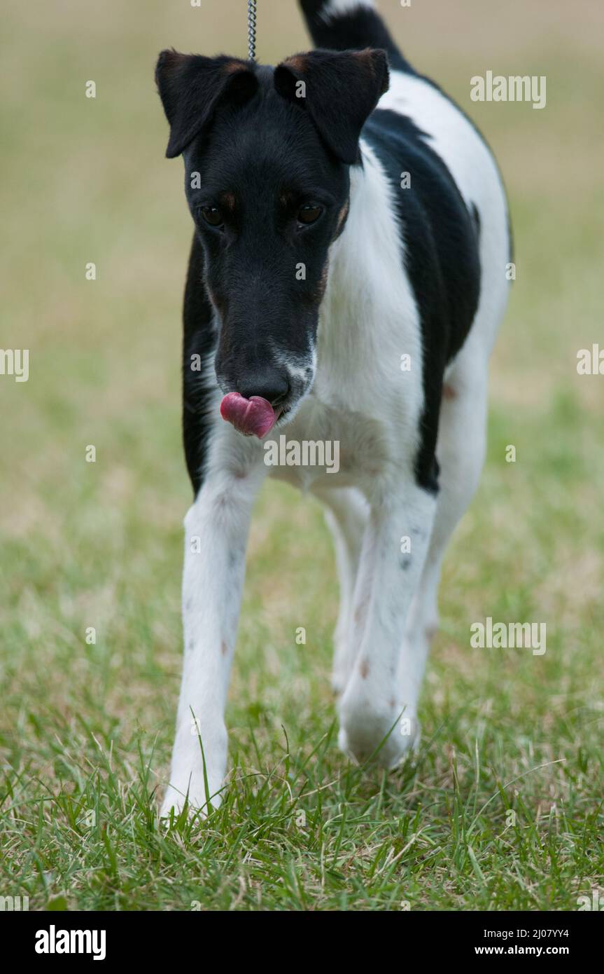 Glatter Fuchs Terrier, der in Richtung Kamera geht Stockfoto