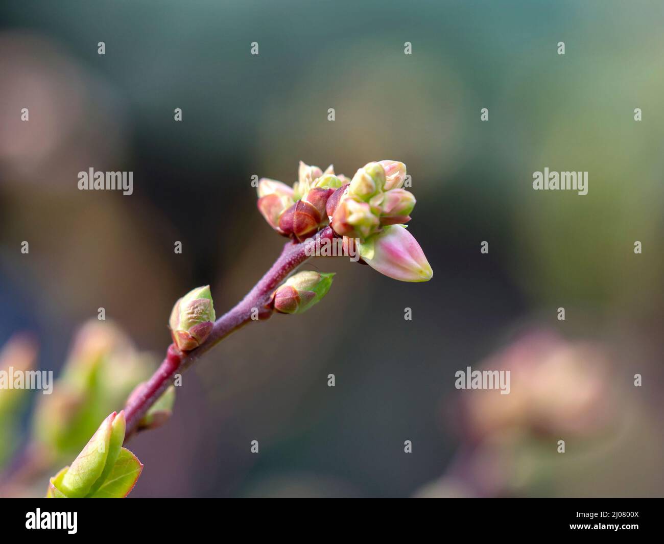 Frühlingsblüten und Blattknospen auf einem Heidelbeerbusch Stockfoto