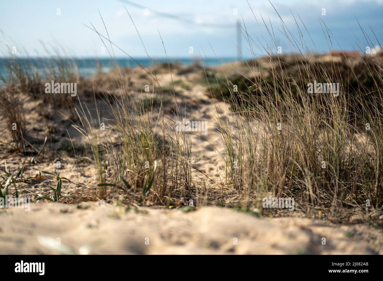 Schöne trockene Rasenpflanzen am Strand von Faro, Algarve, Portugal Stockfoto