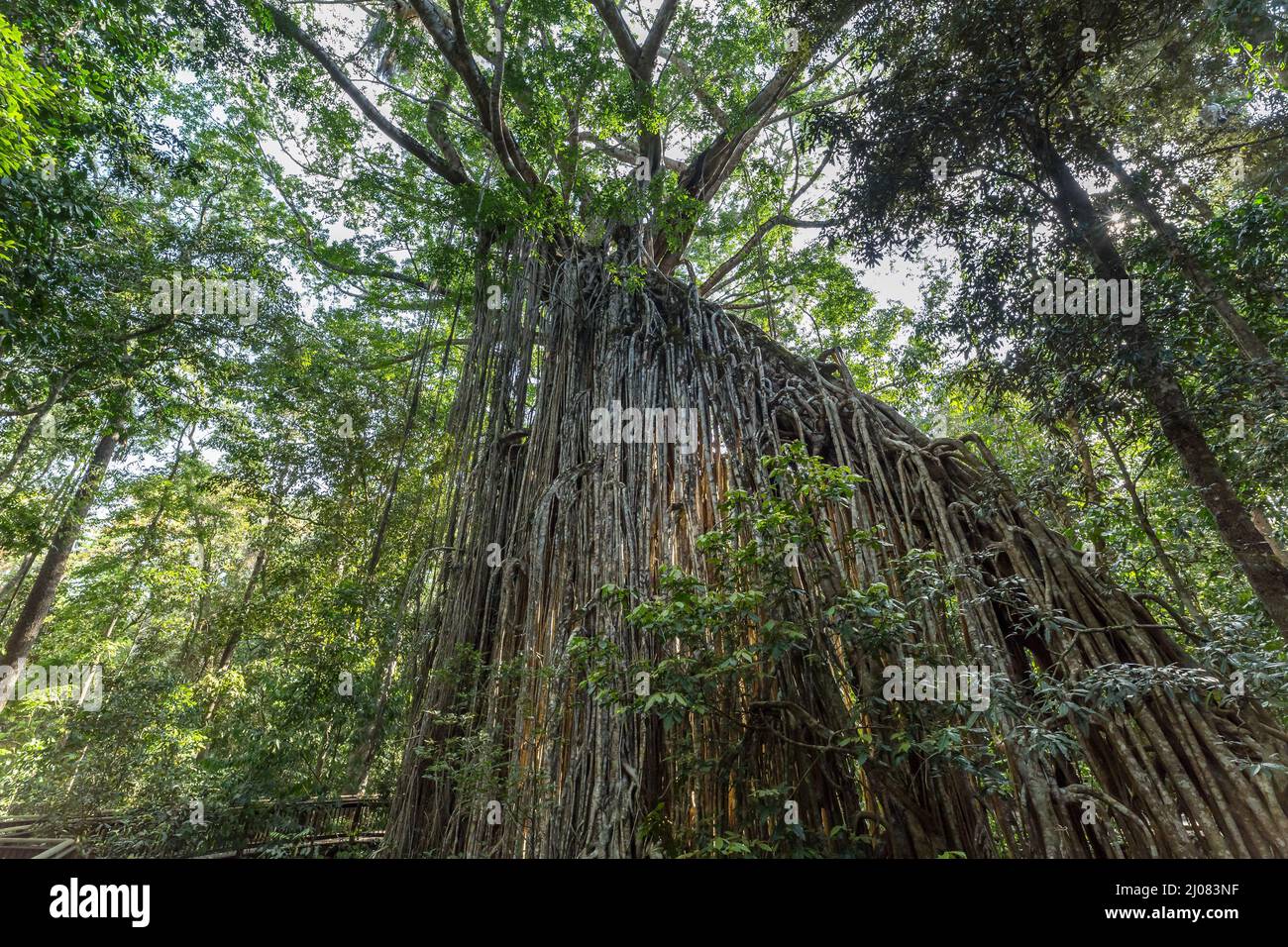 Großer „Vorhang“-Feigenbaum im Regenwald von Atherton Tablelands, Yungaburra, Queensland, Australien. Stockfoto