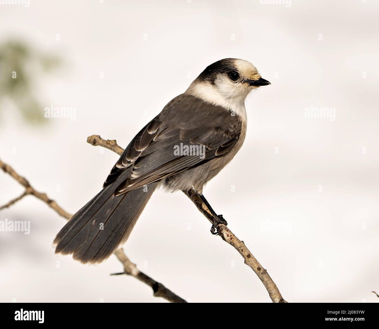 Grey Jay – Nahaufnahme eines Profils, das in seiner Umgebung und seinem Lebensraum auf einem Ast thront, mit grauem Federgefieder und Vogelschwanz. Weihnachtsbild oder Stockfoto