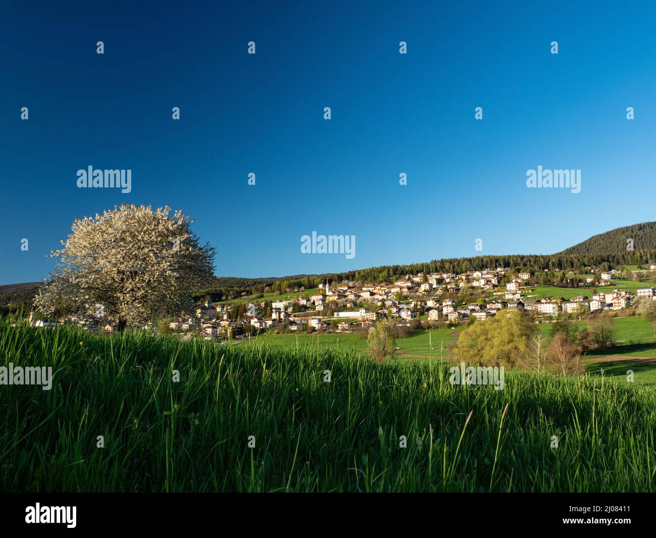 Überblick über die Hochebene von Sarnonico und Cavareno, Nontal, Trentino, Italien, Europa Stockfoto
