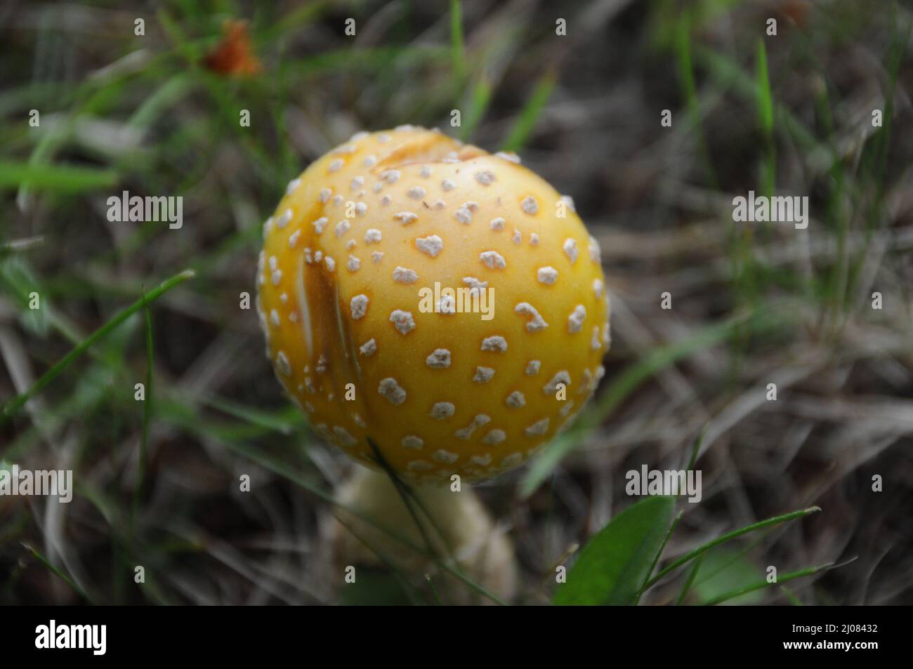 Pilz in gelber Farbe mit weißem Punkt auf dem Boden mit Laub in seiner Umgebung und Umgebung. Pilzbild. Bild. Hochformat. Foto. Stockfoto