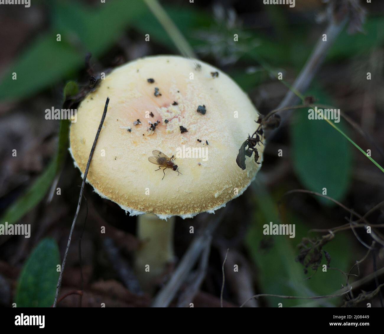 Pilz auf dem Boden mit einem Insekt fliegen auf dem Pilz, erstaunliche Phänomene in der Umwelt und Lebensraum. Pilz. Stockfoto