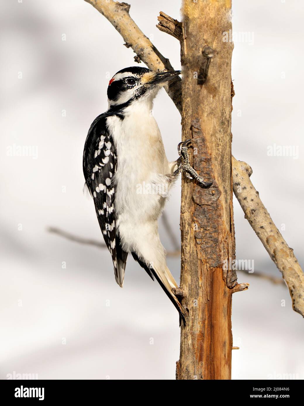 Specht Hairy Männchen auf einem Baumstamm mit einem weißen Hintergrund in seiner Umgebung und Umgebung mit weißen und schwarzen Federgefieder. Stockfoto