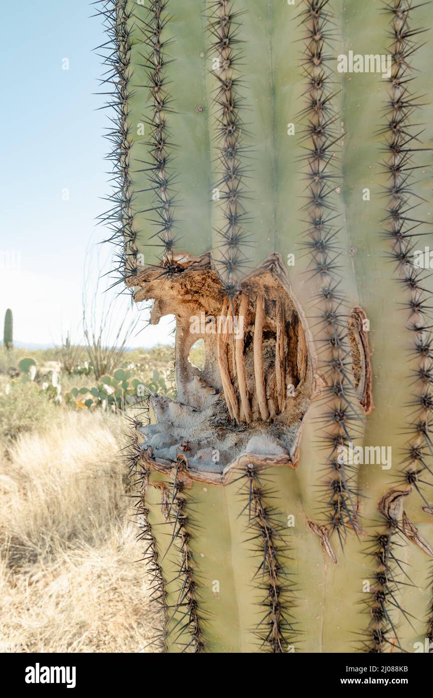 Loch in einem Saguaro Kaktus, innen Rippen zeigen Stockfotografie - Alamy