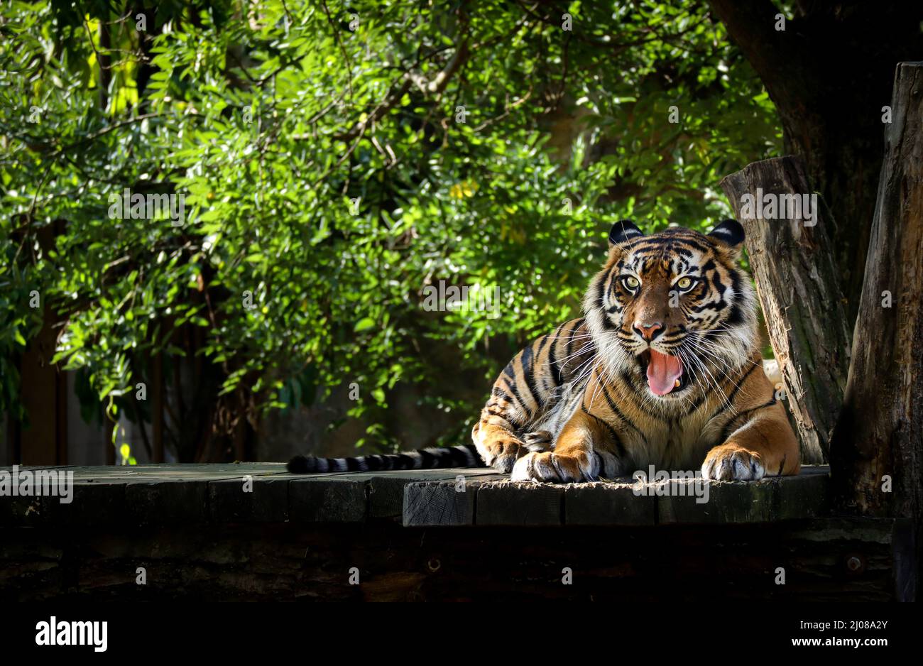 Malaiischer Tiger gähnt im Zoologischen Garten. Panthera Tigris Tigris liegt im Zoo. Gefährdete Tiere Draußen. Stockfoto
