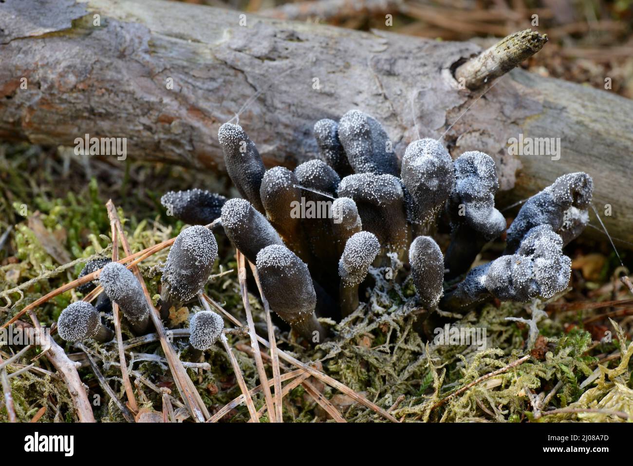 Toter Mann Finger Pilze (Xylaria Polymorpha) Stockfoto