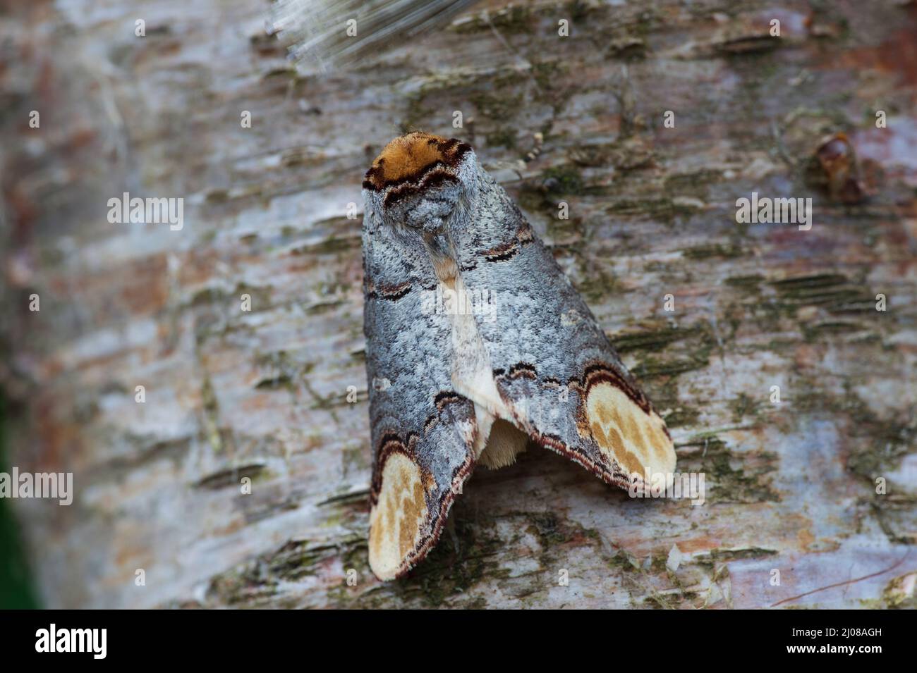 Buff-Tip Moth (Phalera bucephala) Motte auf Silber Birke Zweig Stockfoto