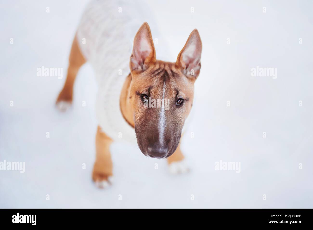 Ein süßer Ingwer-Welpe eines Miniatur-Bullterrier ist in einem weißen Pullover gekleidet und geht an einem verschneiten Wintertag spazieren. Gehen mit einem Haustier. Stockfoto
