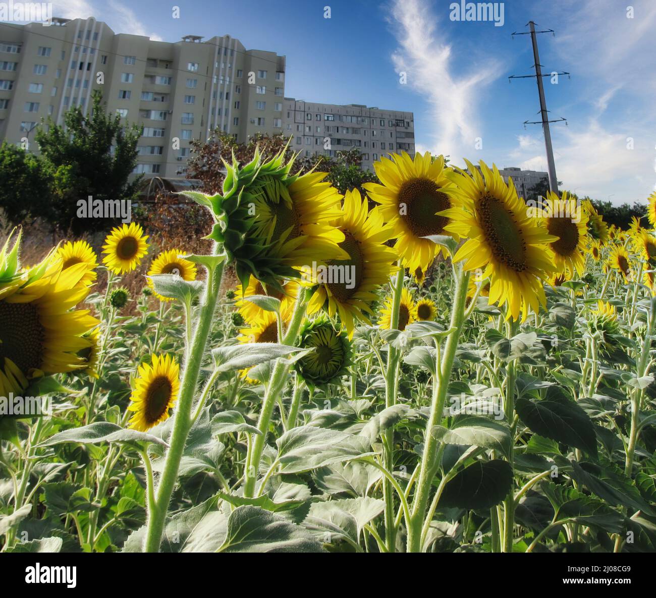 Eine ländliche Panoramabildaufnahme der Stadt Mariupol mit einem Sonnenblumenfeld im Hintergrund Stockfoto