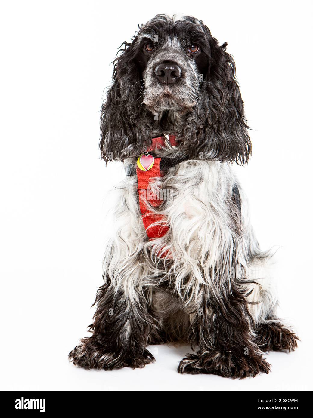 Englisch Springer Spaniel. Ganzkörper-Studioaufnahme eines englischen Springer Spaniel-Hundes vor weißem Hintergrund. Stockfoto
