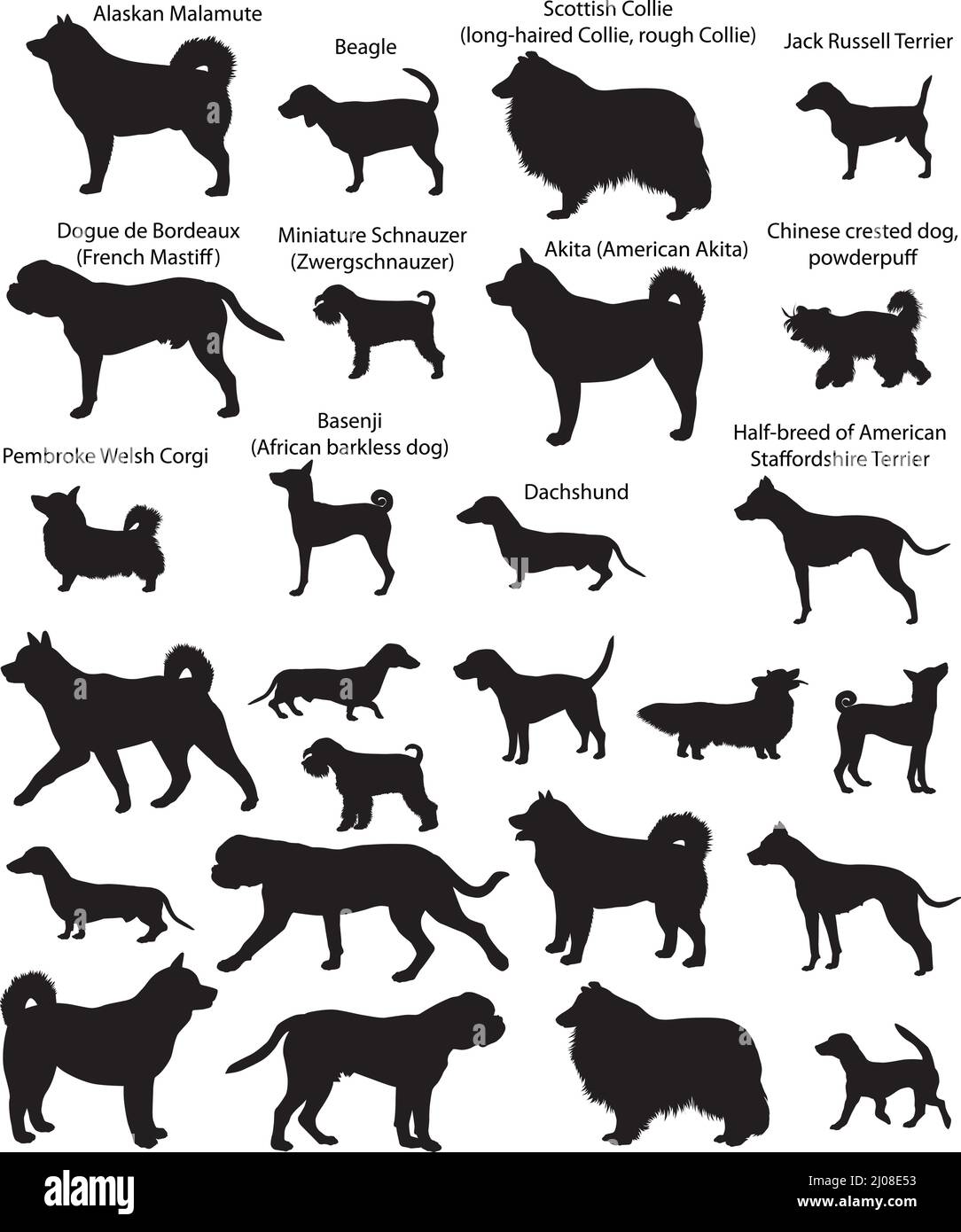 Sammlung von Silhouetten verschiedener Hunderassen: Dachshund, Jack Russell Terrier, Corgi, Schnauzer, Collie, basenji, akita, Beagle, Malamute Stock Vektor