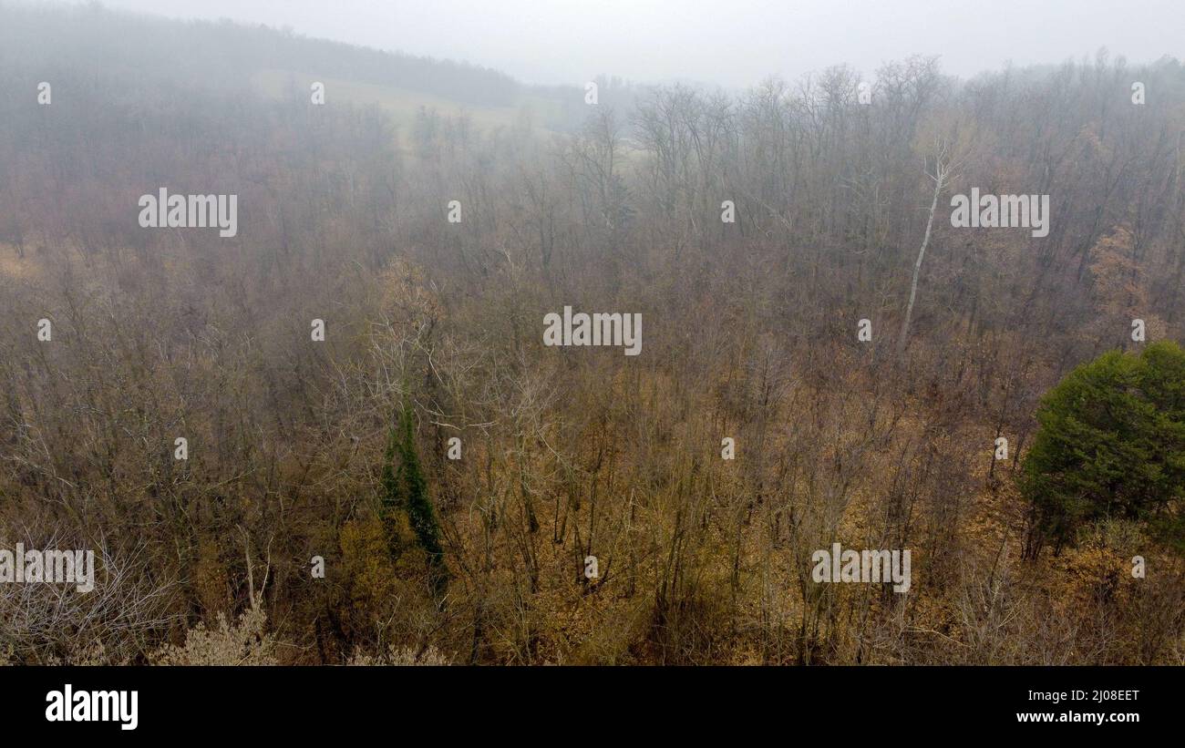 Luftaufnahme von der Drohne eines Waldes an einem nebligen Wintertag Stockfoto
